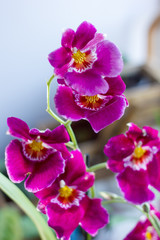 Fototapeta na wymiar Beautiful purple orchid.
