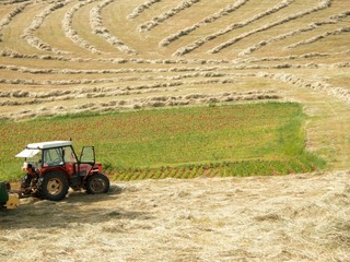 hay