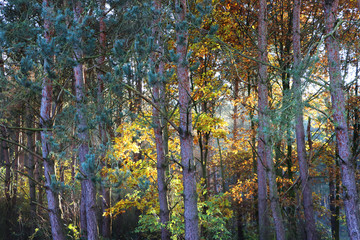 forest in autumn