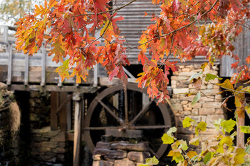 A brilliant display of the autumn white oak foliate in front of the old gristmill at Historic Yates Mill County Park, Raleigh, North Carolina.