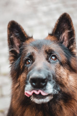 Close-up of German shepherd dog with fluffy ears and curly tongue out. Shallow depth of field with focus on the eyes