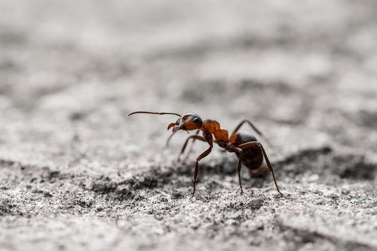 Macro of a single orange translucent ant on gray ground. Shallow depth of field