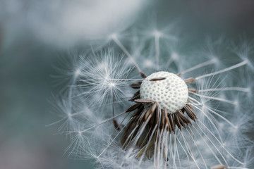 Macro of fluffy dandelion seeds in wind. Soft focus, blur and bokeh in the background. Moody tones