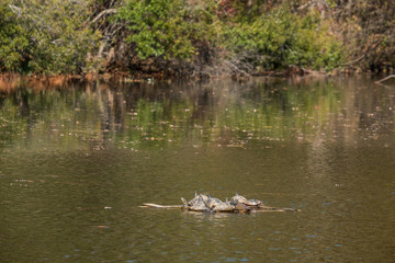 Turtles crowd together to sun in the pond at Crowder Park in Apex, North Carolina.