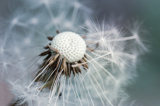 Macro of fluffy dandelion seeds in wind. Soft focus, blur and bokeh in the background. Moody tones
