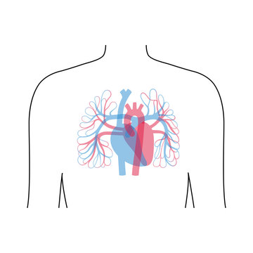 circulatory system anatomy