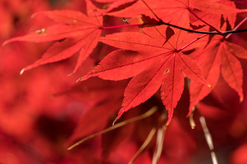 Beautiful brilliantly red Autumn foliage of a Japanese maple tree at Crowder Park in Apex, North Carolina.