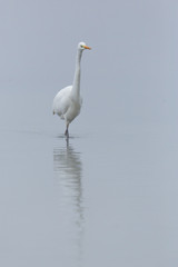 Fototapeta na wymiar great white egret (ardea alba) walking through shallow water