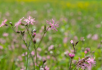 fiori di prato in primavera