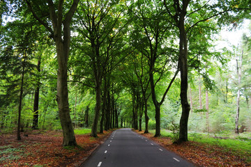 Obraz premium Road into the forest