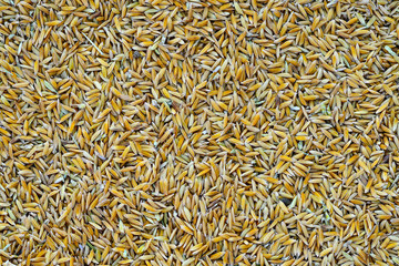 Paddy that has not been peeled.top view