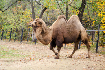 View of a camel in the zoo