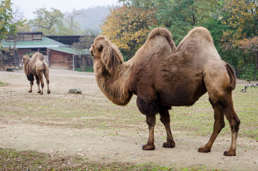 View of a camel in the zoo