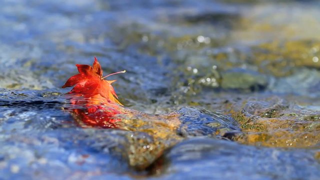 Multi-colored autumn leaves floating on the water.