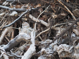 dry uprooted tree roots pile up