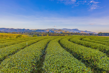 Morning light in Choui Fong Green Tea Plantation one of the beautiful agricultural tourism spots in Mae Chan District, Chiang Rai, Thailand 