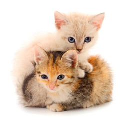 Two small kittens isolated.