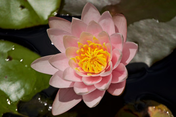 water lily