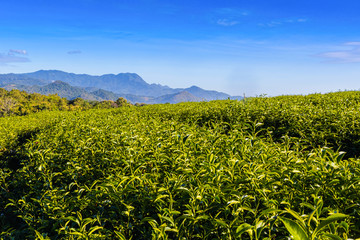 Morning light in Choui Fong Green Tea Plantation one of the beautiful agricultural tourism spots in Mae Chan District, Chiang Rai, Thailand 