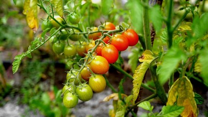Photo of a row of cherry tomatoes on a tomato plant branch in a garden. Growing organic fruit.