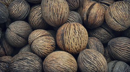 Fruits tropical plants, Suicide Tree, Pong Pong, Otalanga, Serbera Ollah, nuts, poison