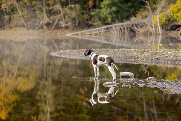 Dog english pointer