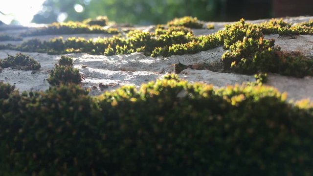 Ants crawling along nice tree trunk, move in out, low perspective. Sunny day
