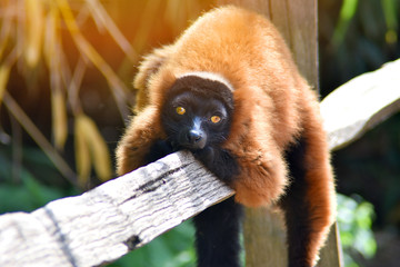 red ruffed lemur madagascar with a thoughtful look on the tree © Vitalii
