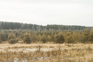 young pine forest in frost, sun glare and tinting