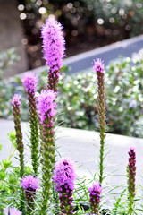 pink flowers on a flowerbed in a city park, spikelet liatris, blurred background