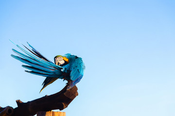 Blue yellow macaw parrot bird is on a big timber, turn body to clean feather look beautiful when feather open against with soft blue sky in the  morning have sun light shine on it