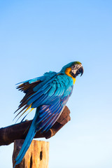 Blue yellow macaw parrot bird is on a big timber, look forward and prepare to fly against with soft blue sky in the  morning have sun light shine on it - Vertical