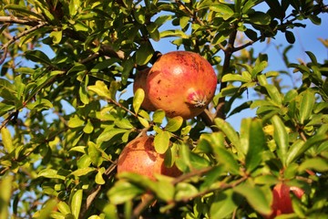Ripe pomegranate ready to be harvested