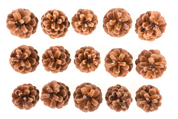 mehrere Pinienzapfen  von oben, weisser Hintergrund