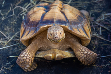 A large turtle in the zoo