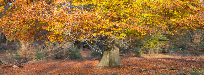 old beech tree in the fall with yellow leaves and orange ones on forest floor