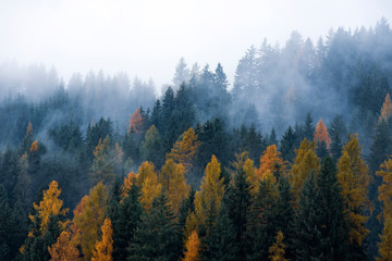 Low cloud layers covering alpine mountain forest in South Tyrol, Italy.