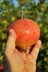 Farmer's hand holding a ripe pomegranate