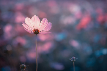 Cosmos flowers beautiful
