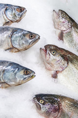 Fresh fish on ice decorated for sale at market, fish head
