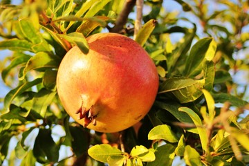 Ripe pomegranate ready to be harvested
