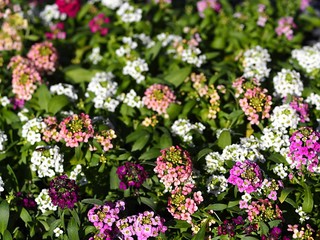 色とりどりのスイートアリッサム