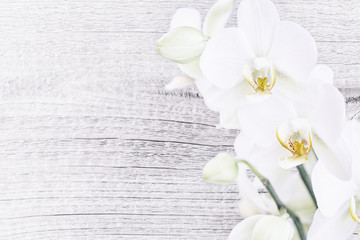 Weiße Orchidee vor Holz, Textfreiraum