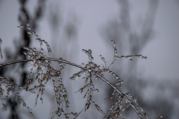 dew froze on the stems of grass macro