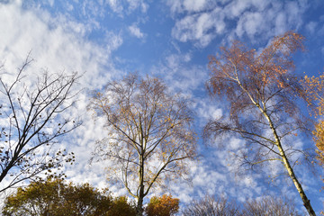 Niebieskie niebo z białymi obłokami nad asfaltową dróżką wśród drzew i drewnianych domków.