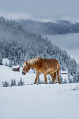Fototapeta na wymiar Beautiful brownish horse in Italian Alps during winter, South tyrol region / Eveining with fog in background