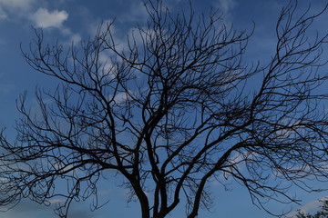 tree in the sky