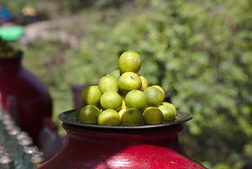NB__5503 Green limes on red pot