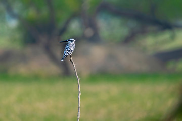 Pied Kingfisher