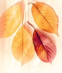  Autumn Leaves of different colors and shapes on a light wooden background. Autumn view.